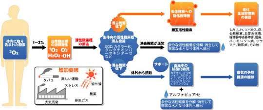 抗酸化